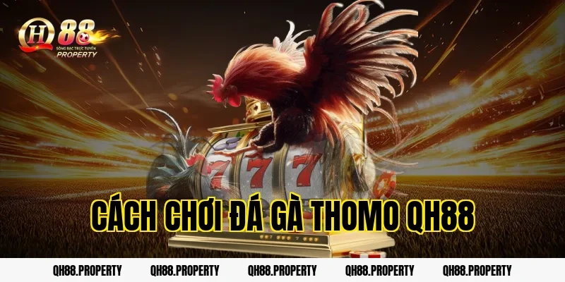 Chỉ Cách Chơi Đá Gà Thomo QH88 Chuẩn Cho Người Mới