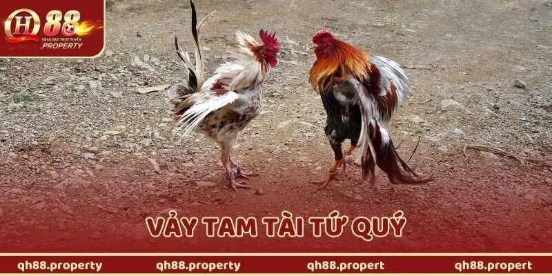 Vảy Tam Tài Tứ Quý Là Gì? Dấu Hiệu Nhận Biết Chiến Kê Hiếm